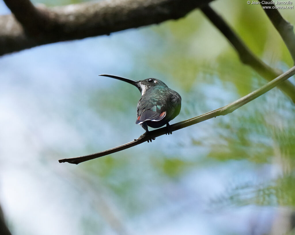Black-throated Mango female adult
