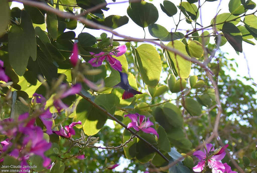 Mango de Jamaïque