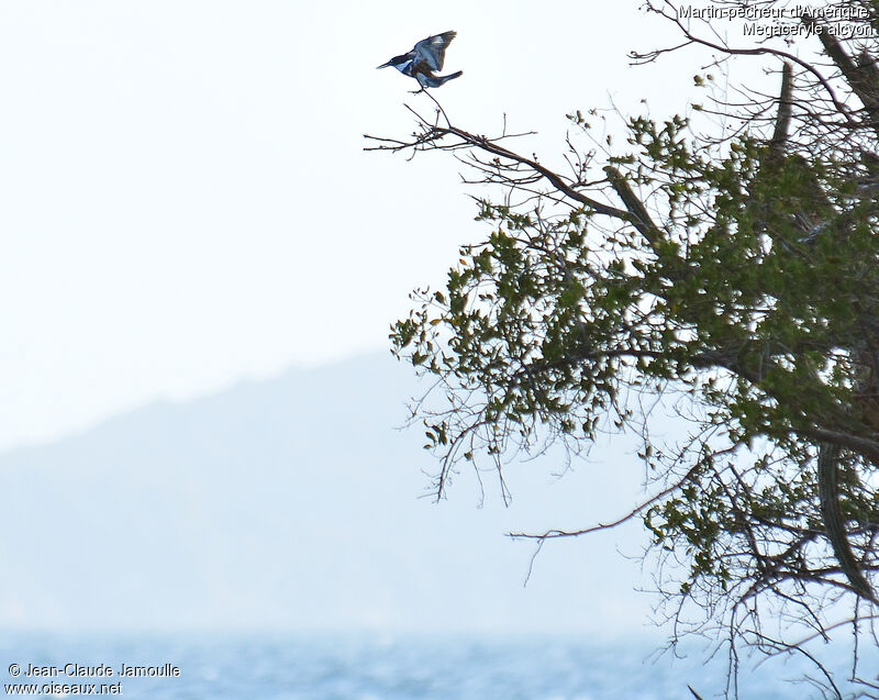 Belted Kingfisher female adult, Flight, Behaviour