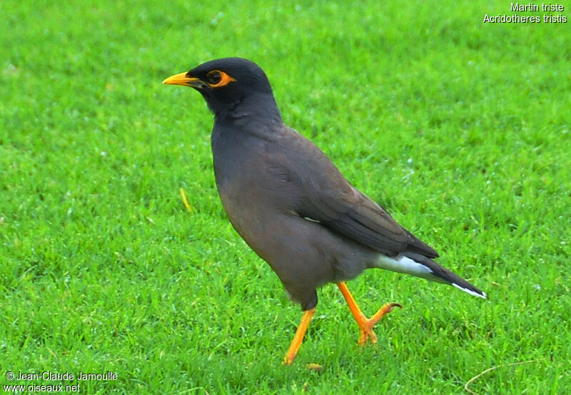 Common Myna, identification