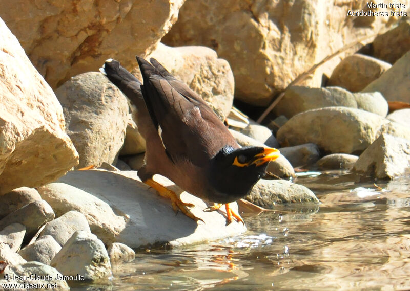 Common Myna