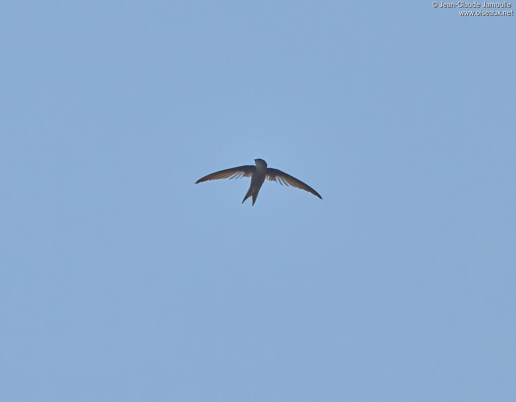 Asian Palm Swift, Flight