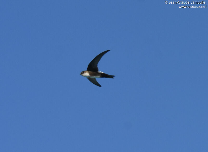 Antillean Palm Swift