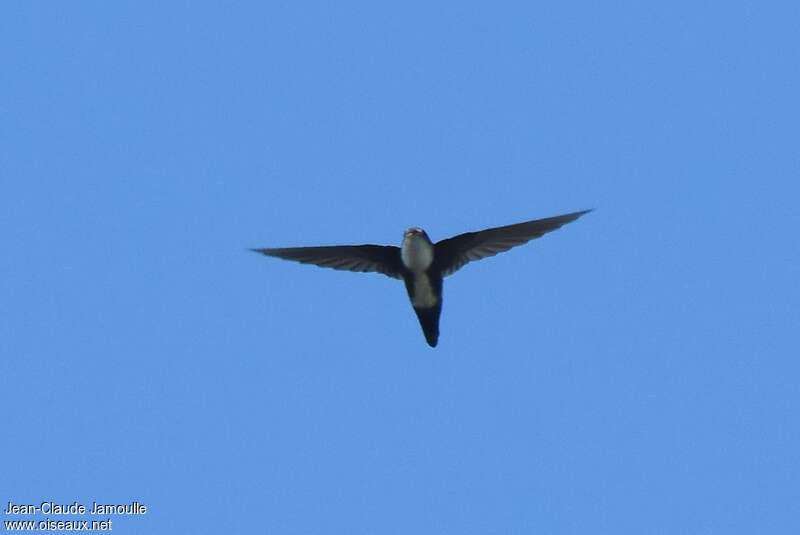 Antillean Palm Swiftadult, pigmentation, Flight