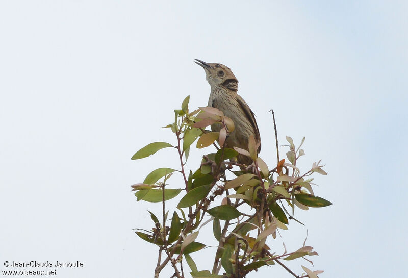 Striated Grassbird, song