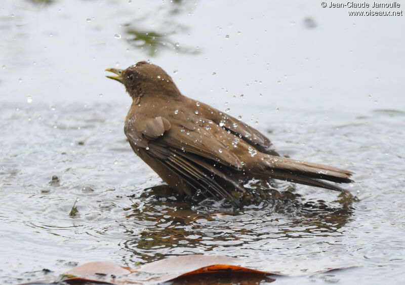 Clay-colored Thrush