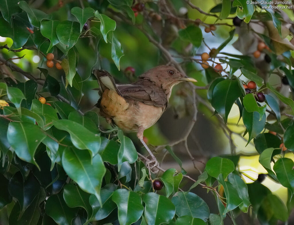 Merle fauveadulte, régime