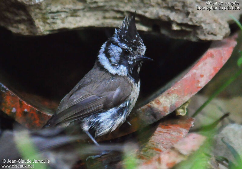 Crested Tit, Behaviour