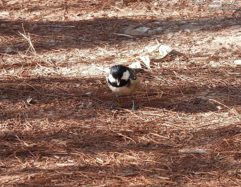 Mésange noire, régime, mange