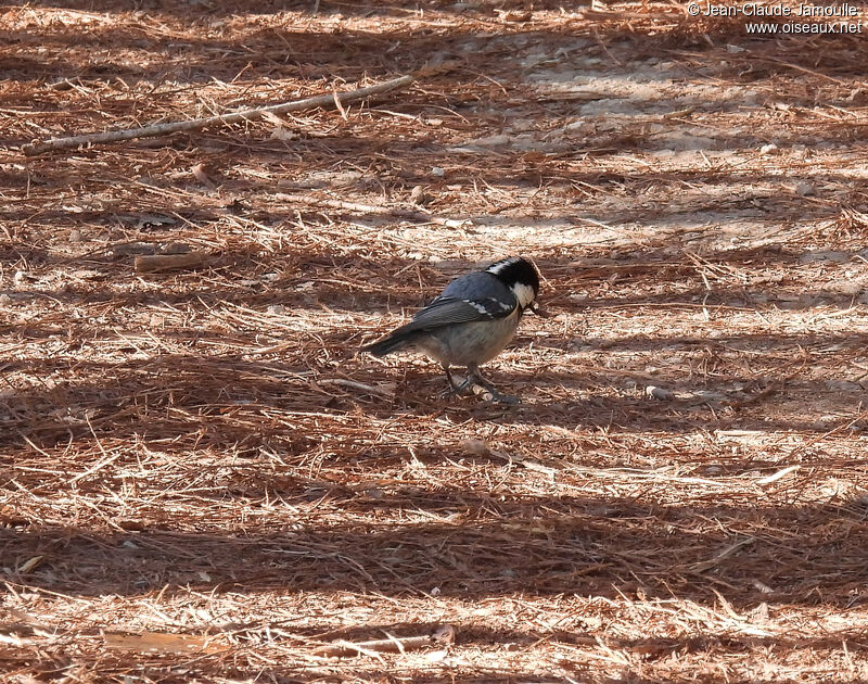 Mésange noireadulte, régime, mange