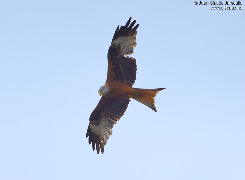 Red Kite