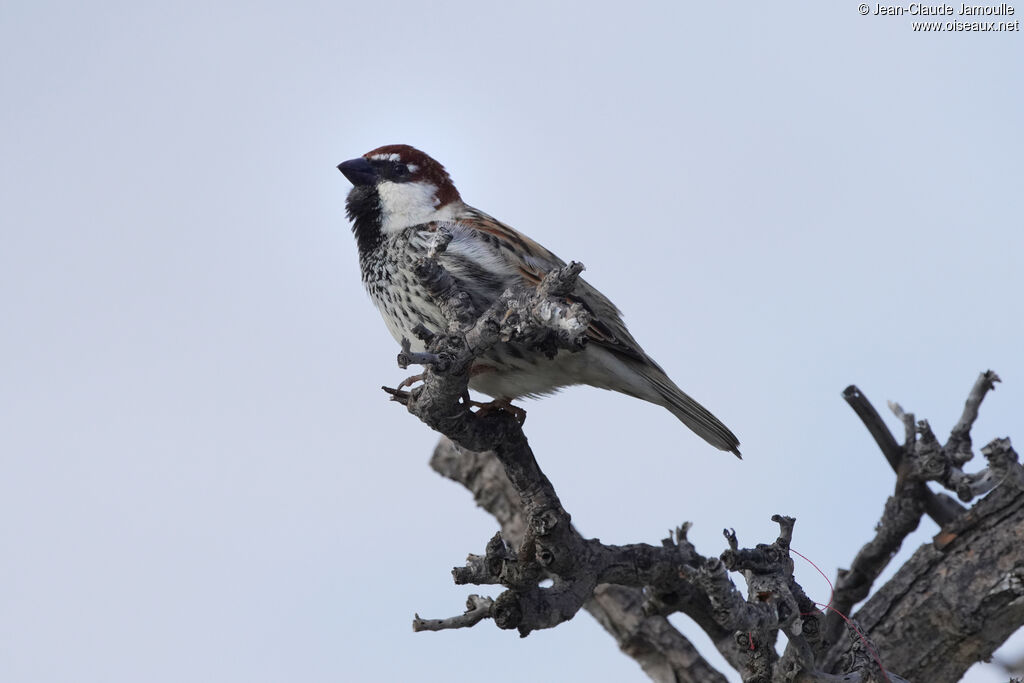 Spanish Sparrow