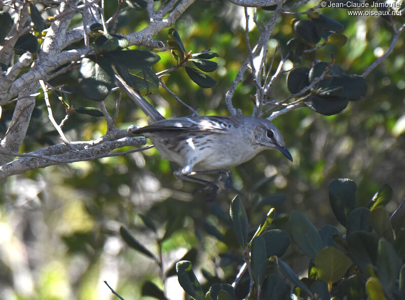 Bahama Mockingbird