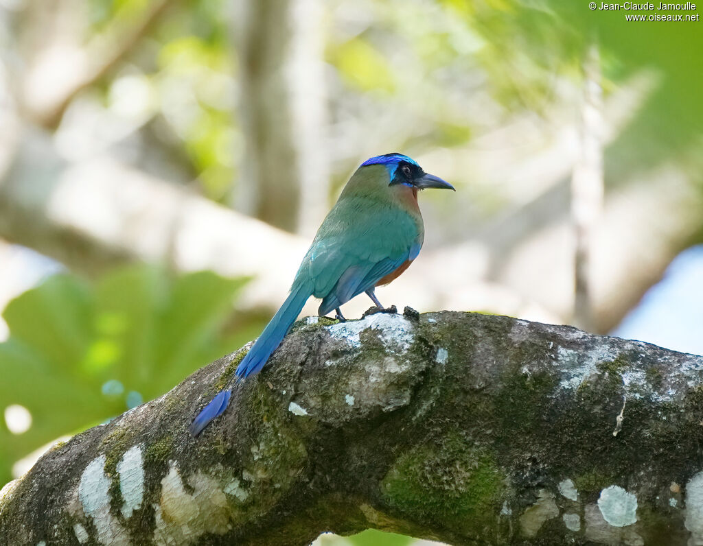 Motmot de Trinidadadulte