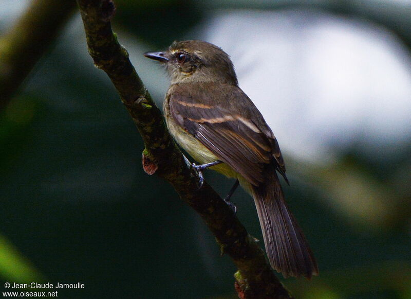 Fuscous Flycatcher, identification