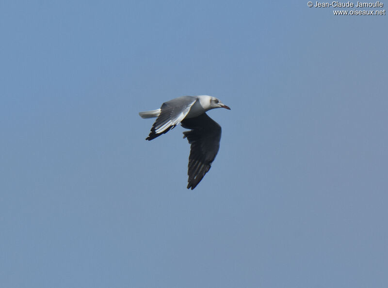 Mouette à tête grise