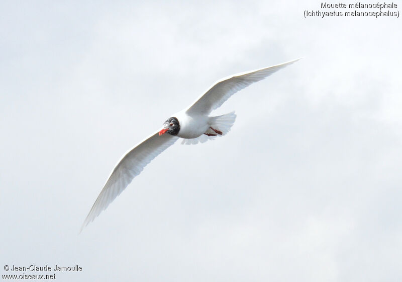 Mouette mélanocéphale, Vol