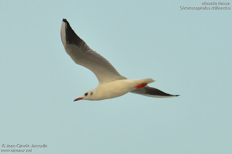 Mouette rieuse, Vol