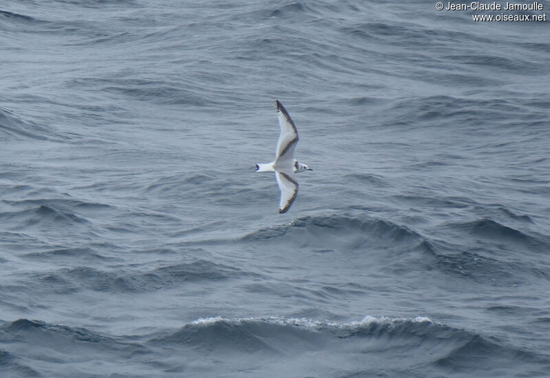 Black-legged KittiwakeFirst year