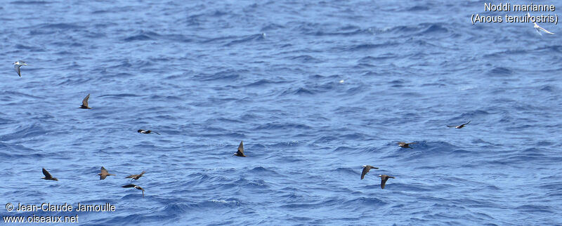 Lesser Noddy, Flight