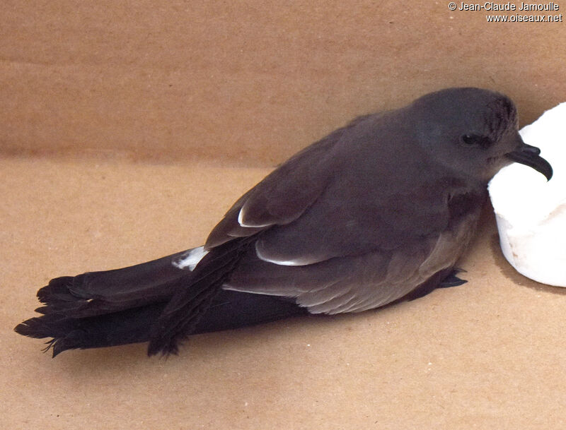 Leach's Storm Petrel