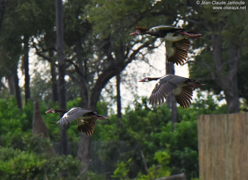 Spur-winged Goose