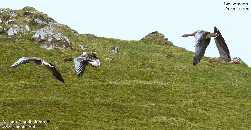 Greylag Goose, Flight