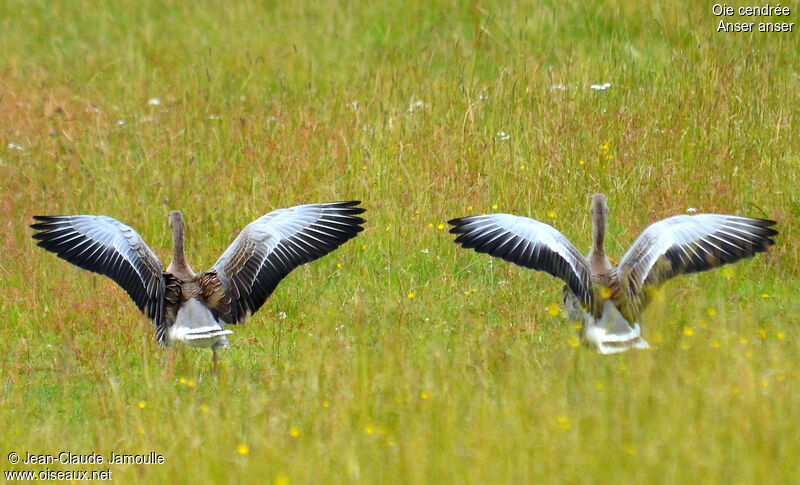 Greylag Goose, Flight