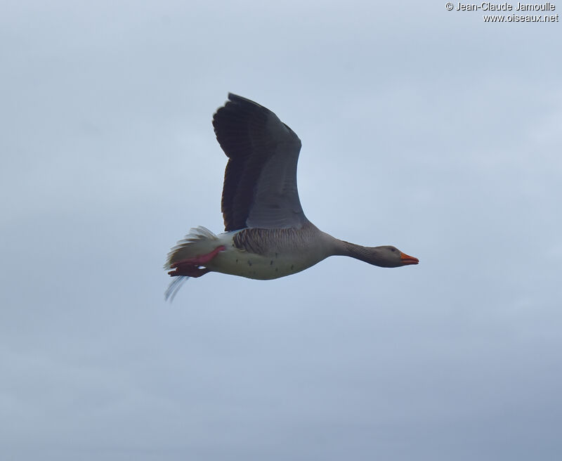 Greylag Goose