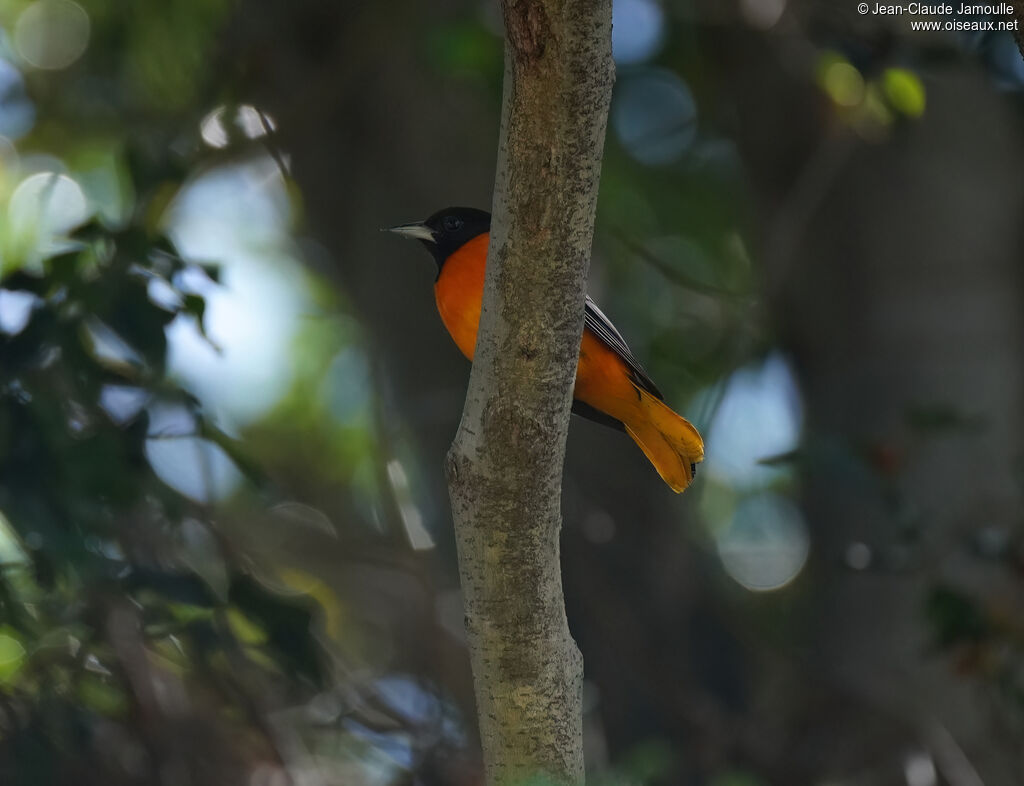 Oriole du Nord - Oriole de Baltimore<br /> mâle adulte