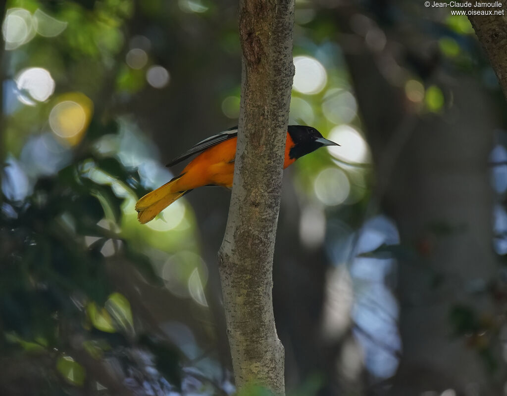 Oriole du Nord - Oriole de Baltimore<br /> mâle adulte