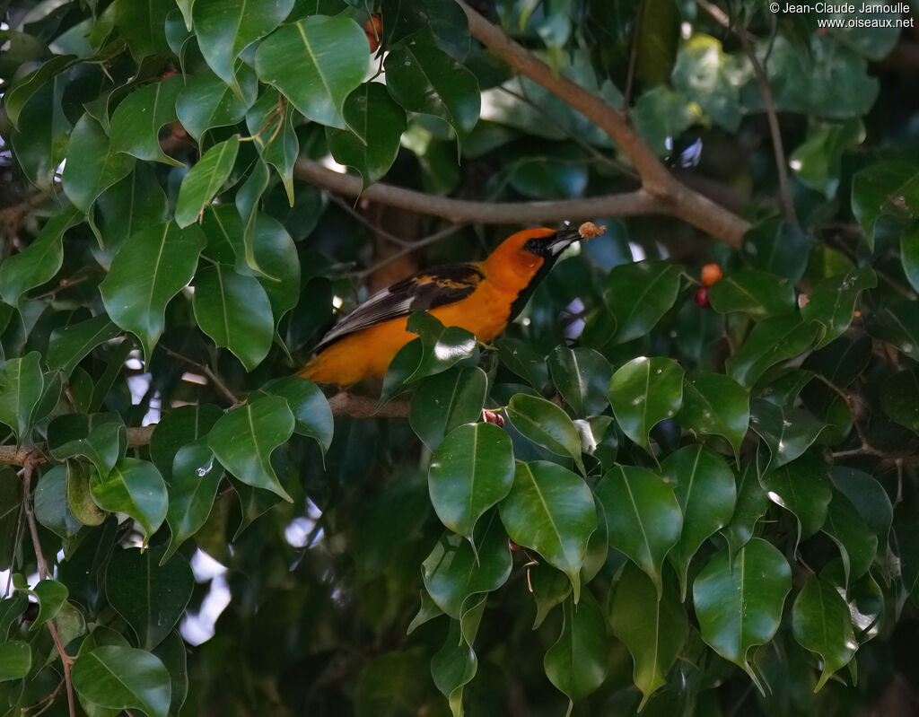 Oriole maculé, mange