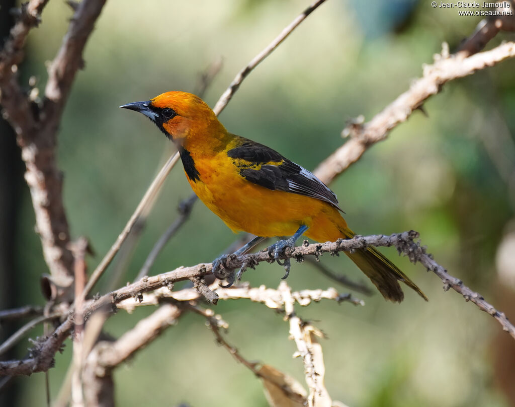 Oriole maculéadulte