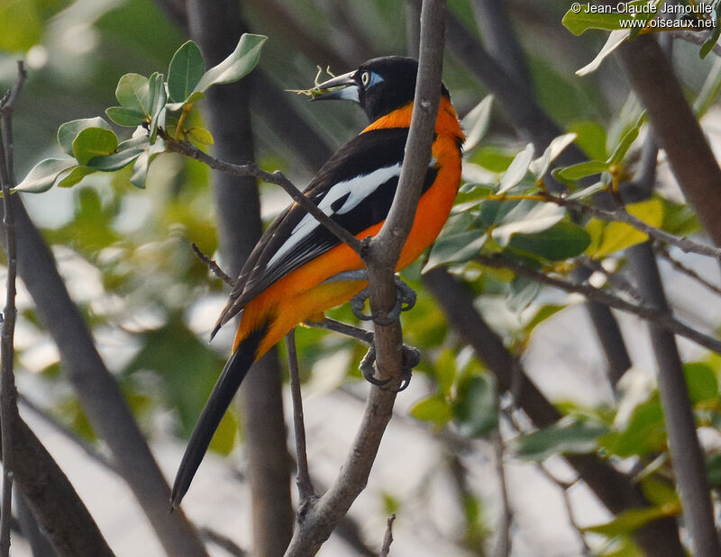 Oriole troupialeadulte, identification, composition, Vol, régime, mange