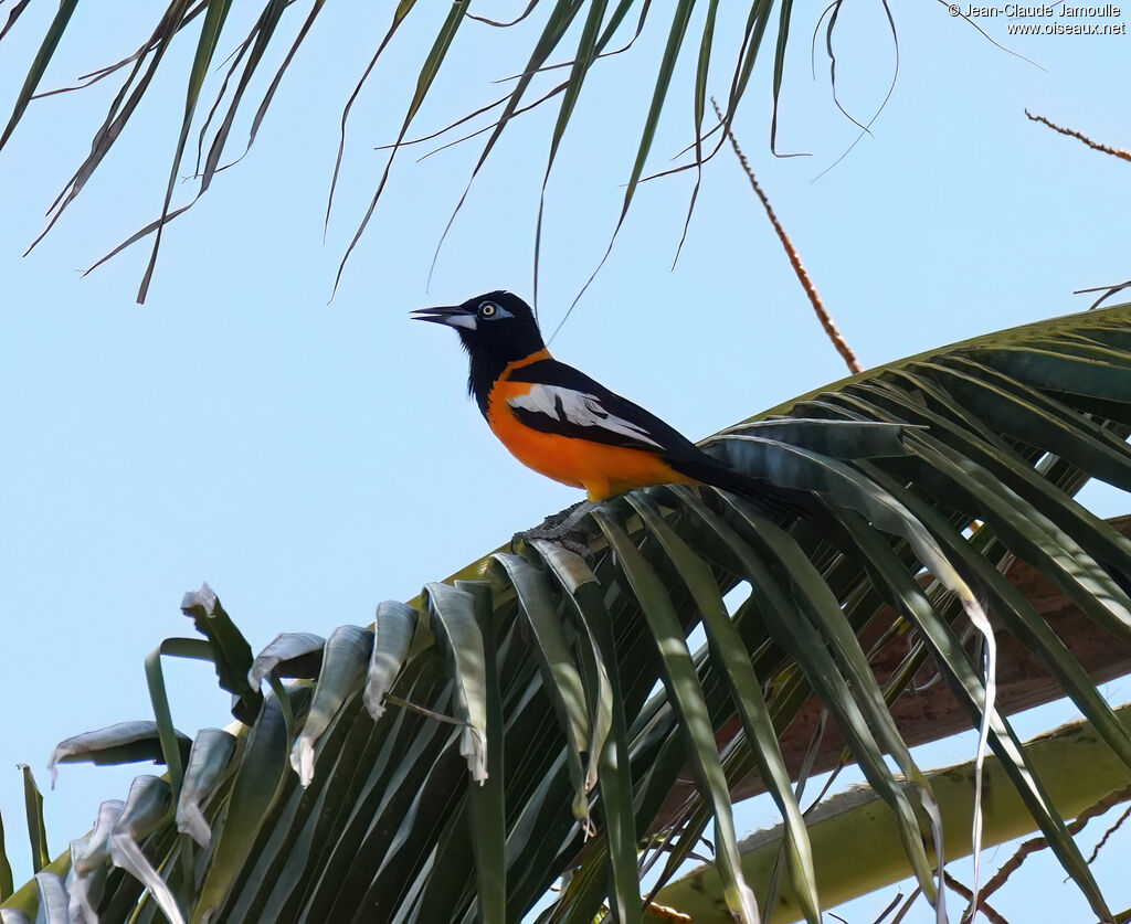 Oriole troupialeadulte