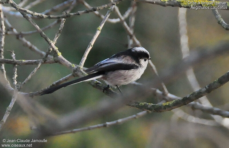 Long-tailed Tit