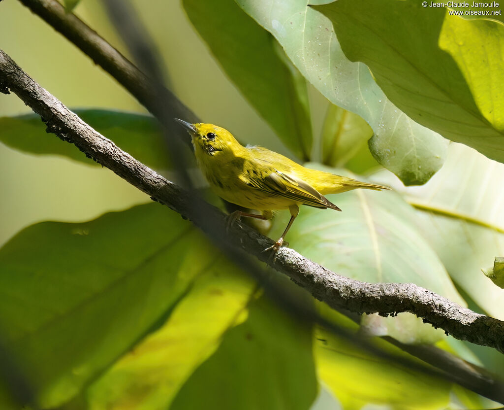 Paruline des mangroves mâle