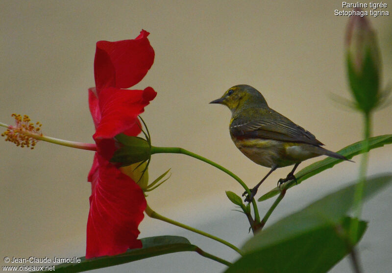 Cape May Warbler female adult, feeding habits