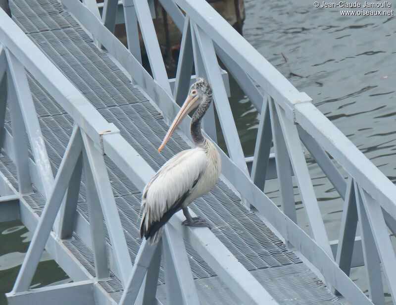 Spot-billed Pelicanadult