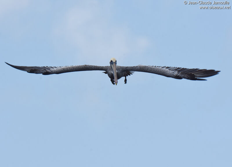 Brown Pelican