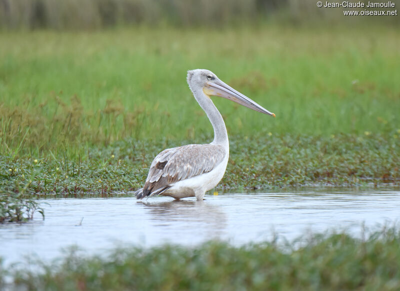 Pélican gris