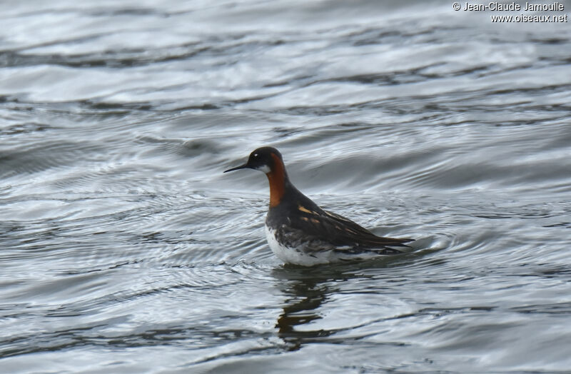 Phalarope à bec étroit femelle adulte nuptial