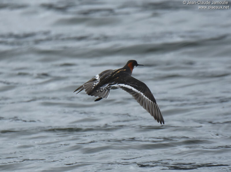 Red-necked Phalarope female adult breeding