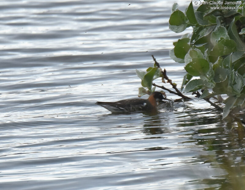 Phalarope à bec étroit femelle adulte nuptial