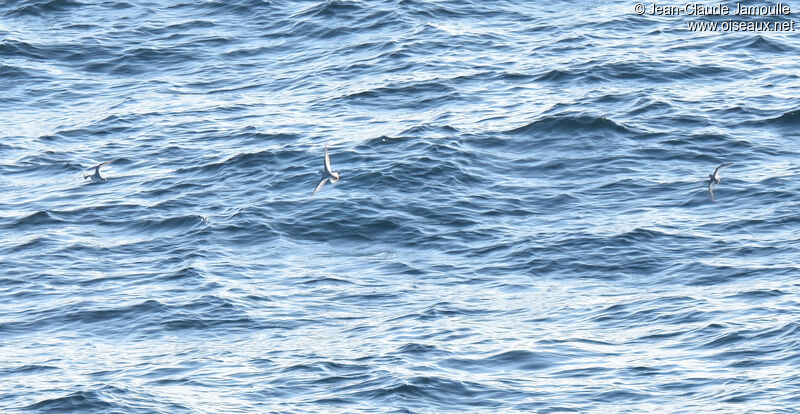 Red Phalarope