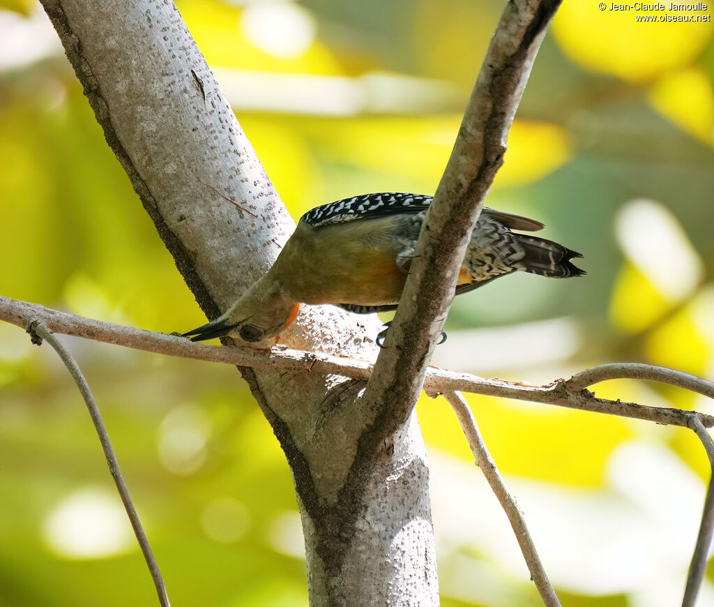 Red-crowned Woodpecker male adult, eats