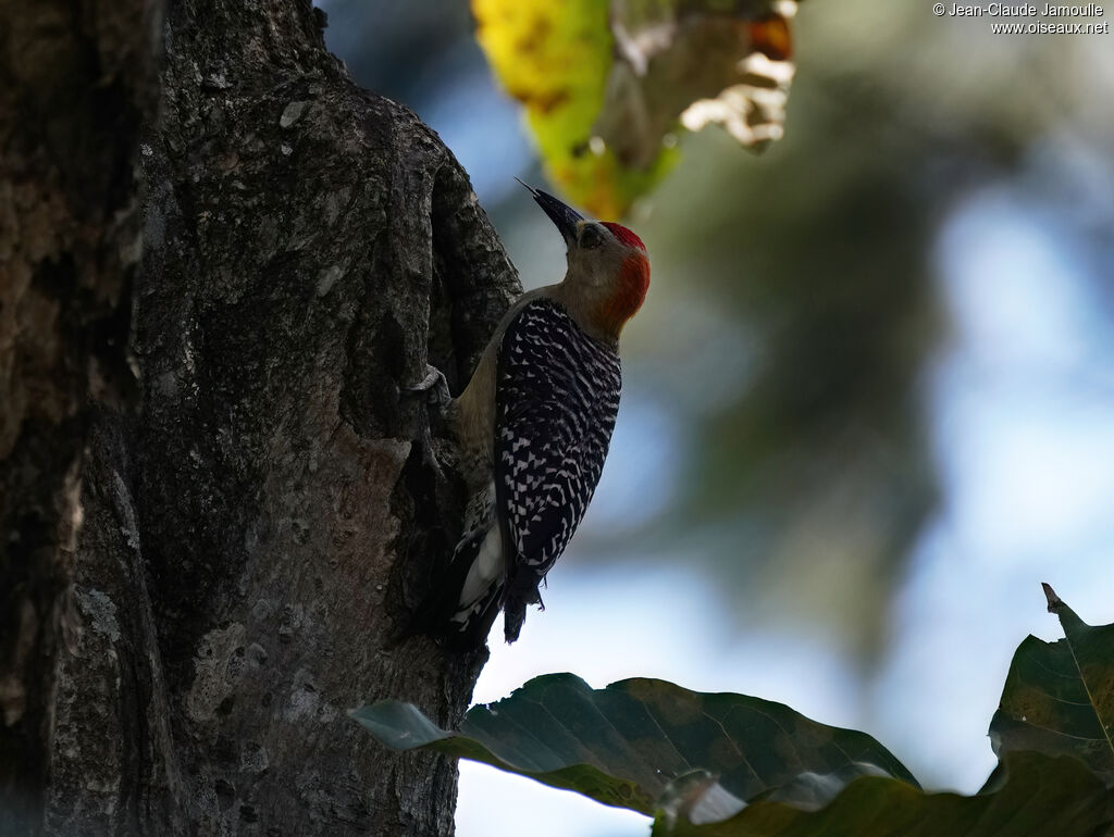 Pic de Hoffmann mâle adulte