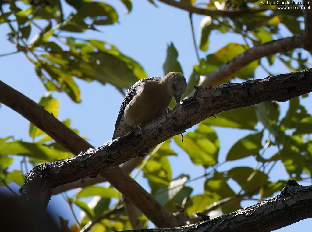 Hoffmann's Woodpeckerimmature