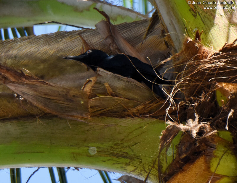 Guadeloupe Woodpecker