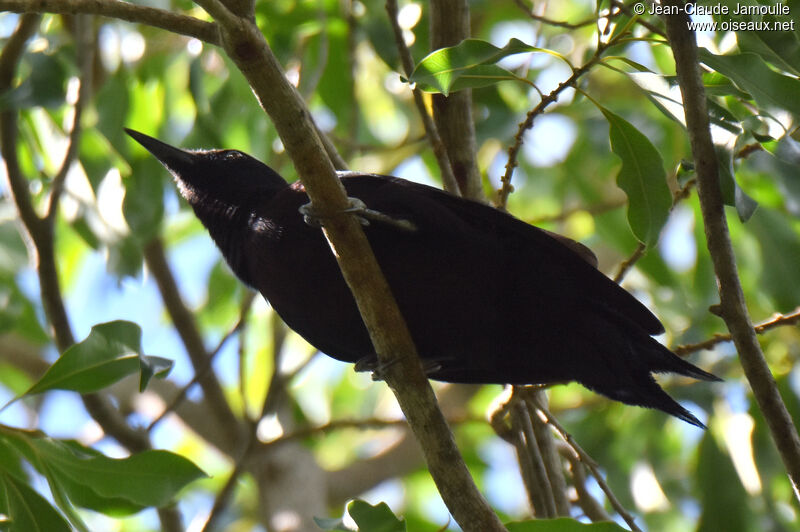 Guadeloupe Woodpecker